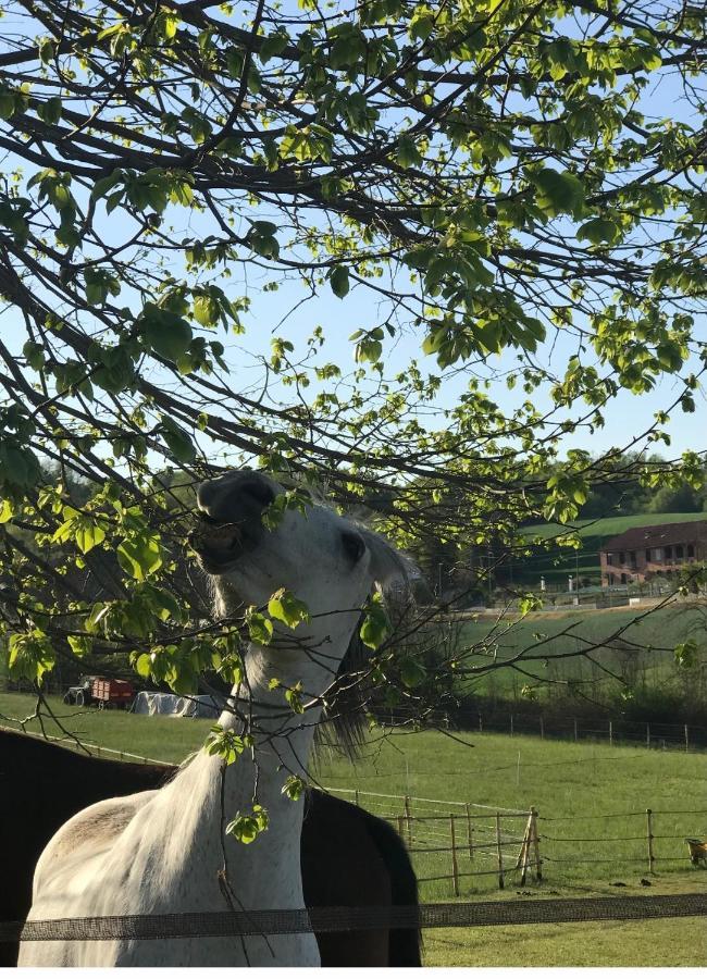 Appartamento In Cascina -La Cascinetta Di Ali- Roatto Екстер'єр фото