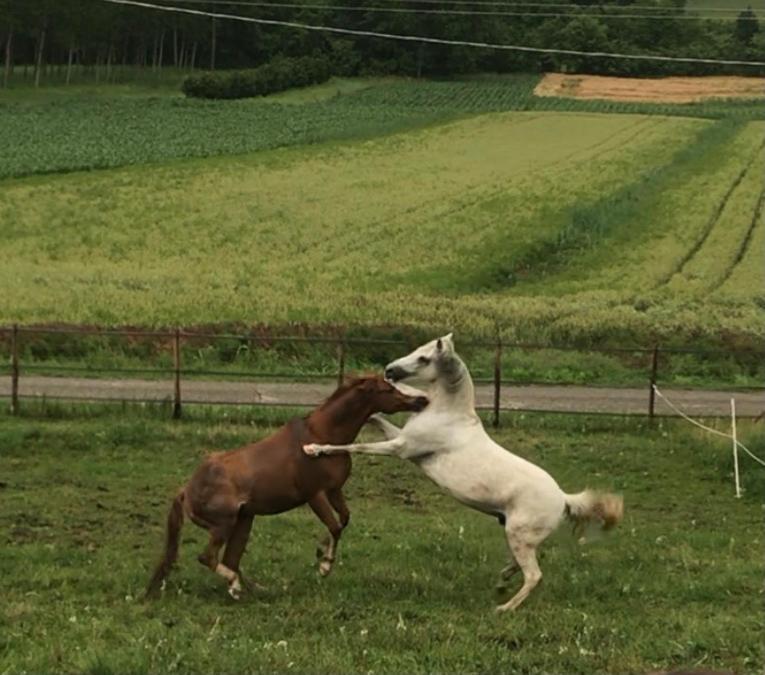 Appartamento In Cascina -La Cascinetta Di Ali- Roatto Екстер'єр фото