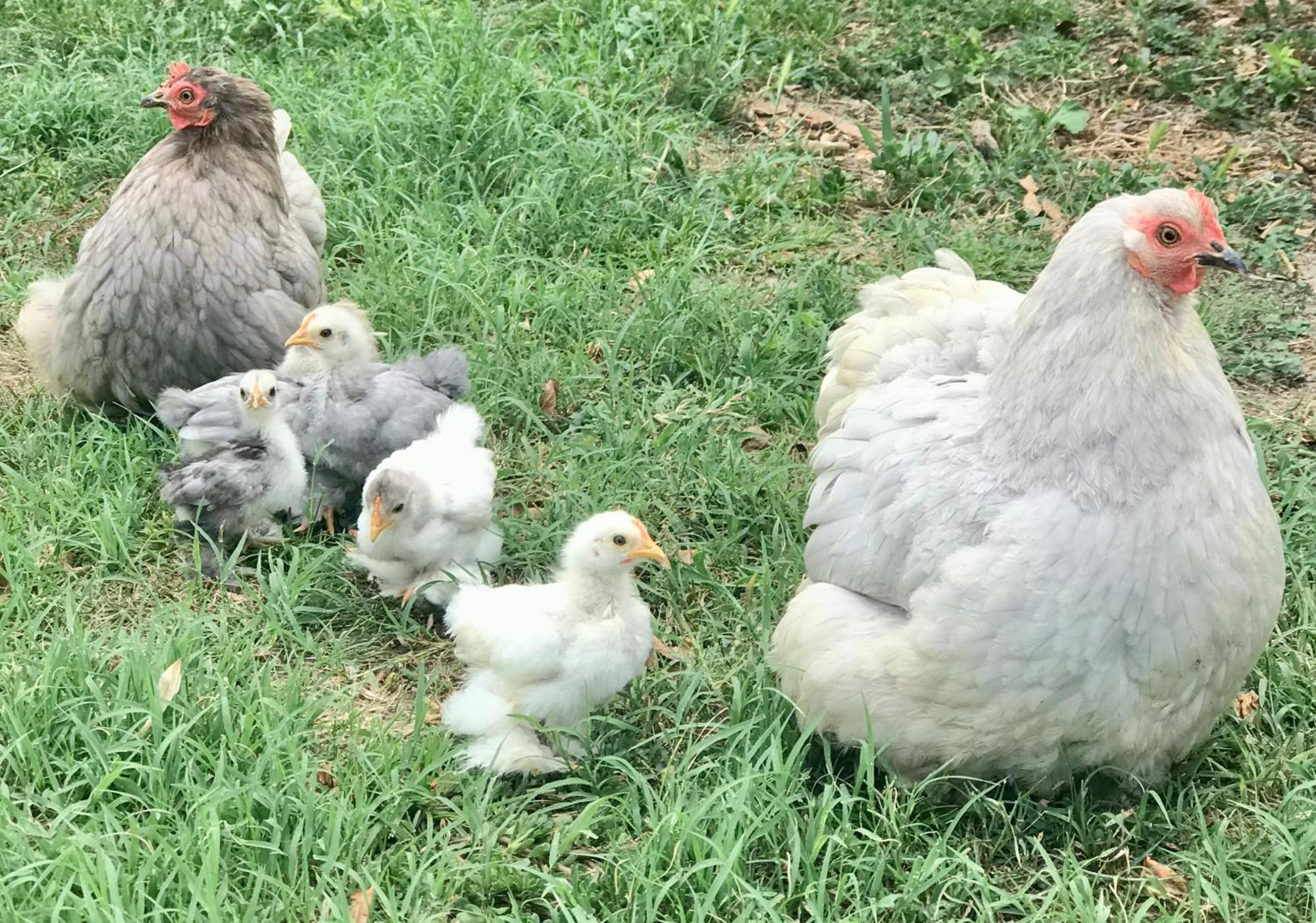 Appartamento In Cascina -La Cascinetta Di Ali- Roatto Екстер'єр фото
